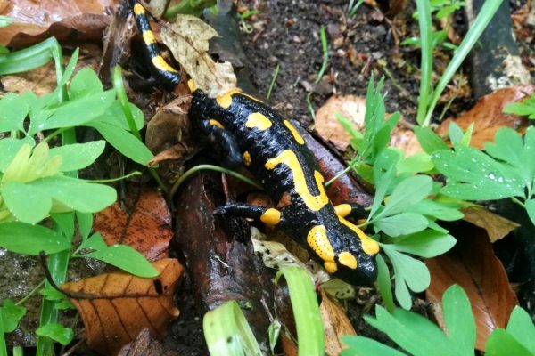 IMG-4a5346c466d78ed0ac469c29c481d9f2-V-01