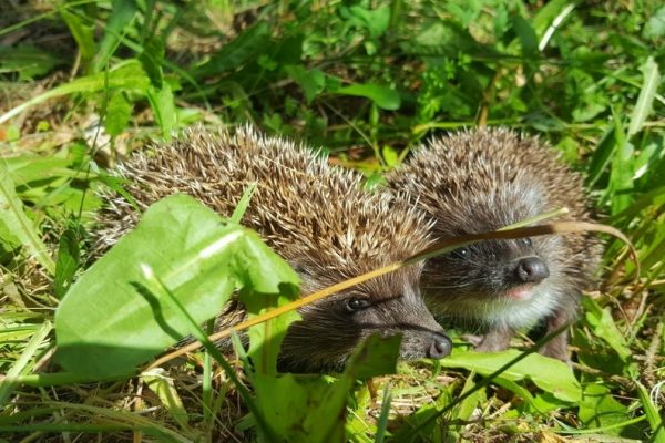 IMG_20200611_155443_700