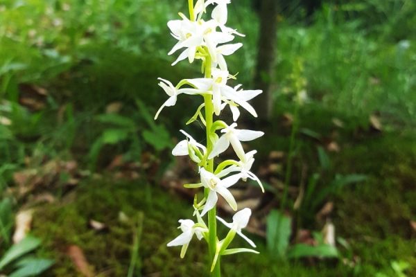 IMG_20200620_132102_476